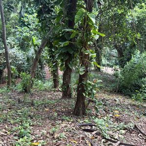 Prime Land for Sale in Mirissa - Image 4