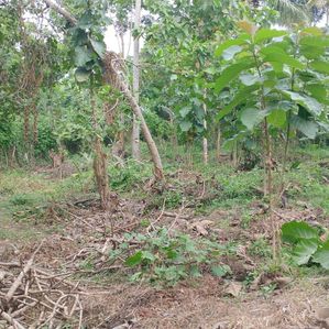Valuable Land Sale Tangalle - Image 3
