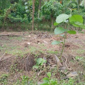 Valuable Land Sale Tangalle - Image 4