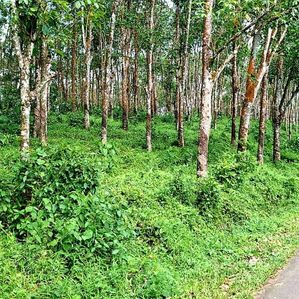Land For Sale in Bulathsinhala - Image 2