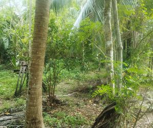 Valuable Land in Ahangama for Sale