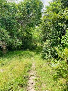 Land For Sale In Nikawaratiya