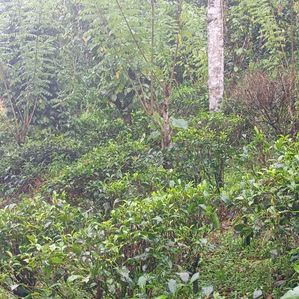 3.5 Acres Land for Sale in Elpitiya, Uranwala. - Image 2