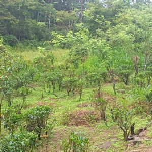3.5 Acres Land for Sale in Elpitiya, Uranwala. - Image 3