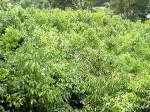 Cinnamon Land For Sale Uragasmanhandiya