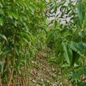Cinnamon Land For Sale Uragasmanhandiya - Image 2