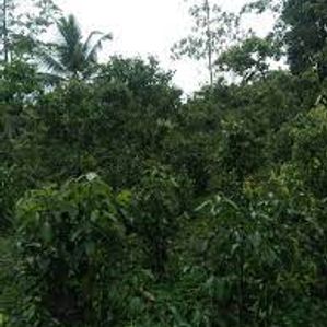 Cinnamon Land For Sale Uragasmanhandiya - Image 3