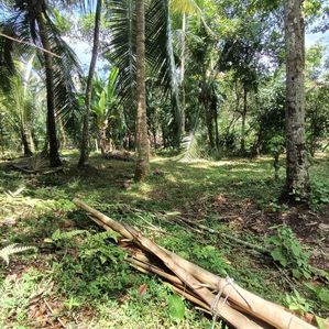 Land For Sale in Kadawatha , Ganemulla - Image 4