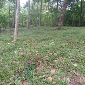 land for sale - Image 2