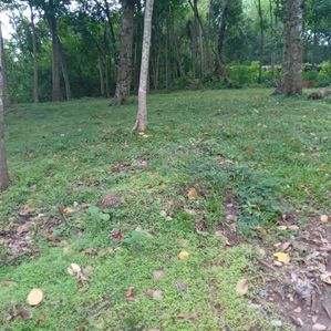 land for sale - Image 4