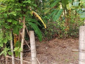 ගාල්ල බද්දේගම හල්පාතොටින් පදිංචියට සුදුසු බිම් කොටසක් විකිණීමට