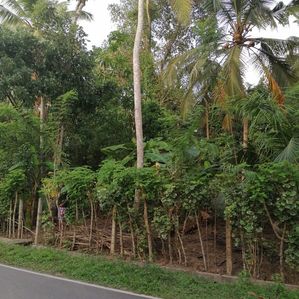 ගාල්ල බද්දේගම හල්පාතොටින් පදිංචියට සුදුසු බිම් කොටසක් විකිණීමට - Image 2