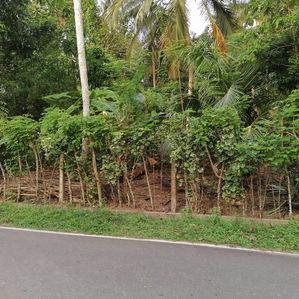 ගාල්ල බද්දේගම හල්පාතොටින් පදිංචියට සුදුසු බිම් කොටසක් විකිණීමට - Image 3