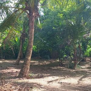 Land for Sale Wilegoda, Kalutara - Image 2