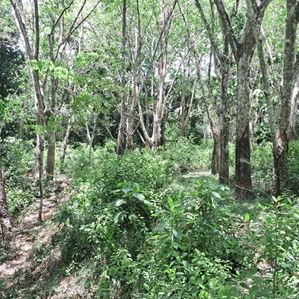 Land For Sale In Matara,Aparakka - Image 2