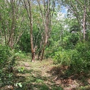 Land For Sale In Matara,Aparakka - Image 3