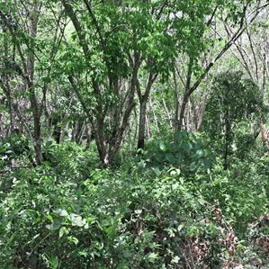 Land For Sale In Matara,Aparakka - Image 4