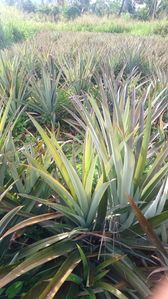 Commercial Land (Cultivated) Alawwa