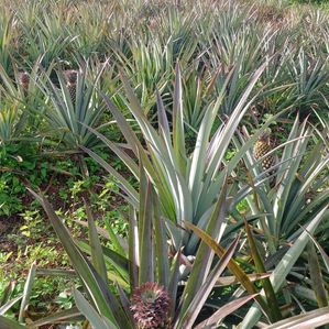 Commercial Land (Cultivated) Alawwa - Image 2