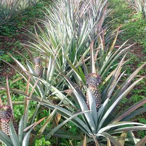 Commercial Land (Cultivated) Alawwa - Image 3