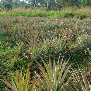 Commercial Land (Cultivated) Alawwa - Image 4