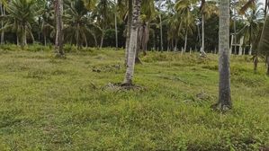Valuable Land For Sale in Pothuhera - Kurunegala