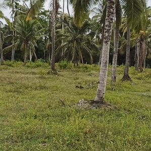 Valuable Land For Sale in Pothuhera - Kurunegala - Image 2