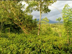 Newly planted tea land with a small house