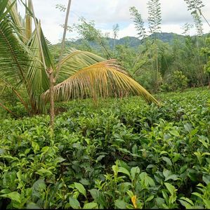 Newly planted tea land with a small house - Image 3