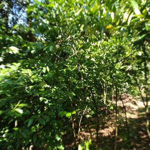 Land for Sale in Narampanawa - Image 2