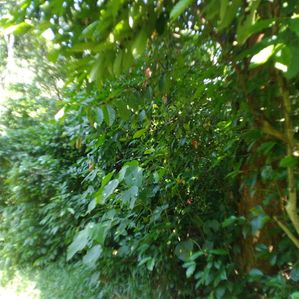 Land for Sale in Narampanawa - Image 3