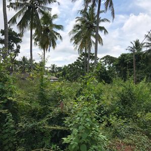 Highly Valuable Land for Sale Kotugoda - Image 2