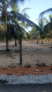 Coconut land for sale in Laya Waves Kalkudah (C7-8358)