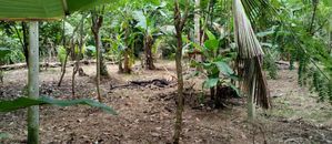 Land Sale in Bandaragama