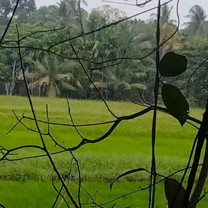 Land for Sale Gampaha - Image 2
