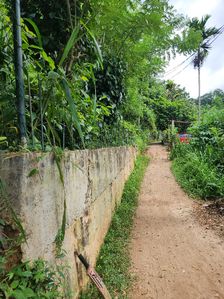 Tea Land for Sale in Gampola