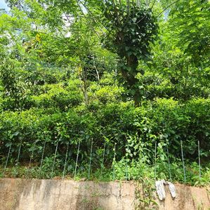 Tea Land for Sale in Gampola - Image 3
