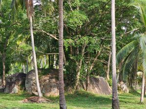 Coconut Estate for Sale - Wariyapola
