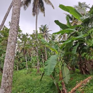 Coconut Land For Sale In Kurunegala - Image 2