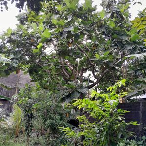 Kiribathgoda 12.5 Perches Land for Sale - Image 3
