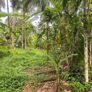 Commercial Land for Sale in Dompe (SP445) - Image 2