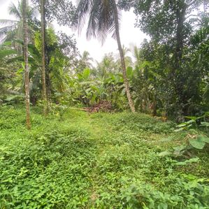 Commercial Land for Sale in Dompe (SP445) - Image 3