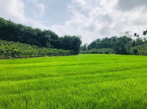 Land for Sale Ampegama