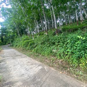 Rubber Land for Sale Warakapola - Image 2