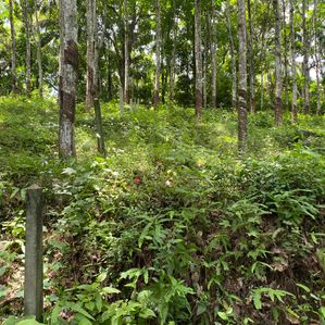 Rubber Land for Sale Warakapola - Image 3