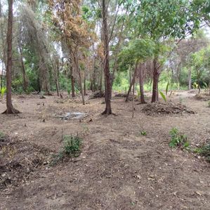 ⭕ (NL121) 7.5 Acres Land For Sale in Pasikuda - Image 3