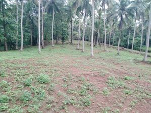 5 Acres of Coconut Trees Land with House for Sale in Gampaha