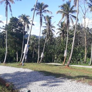 මාතලේ පාලාපත්වලින් අගනා බිමි කොටසක් - Image 2