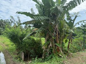 Prime Paddy Land with Owita for Sale in Pannipitiya – 146 Perches