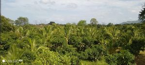 Land for Sale in Ratnapura Pallebedda